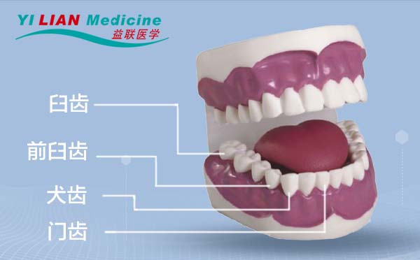 1701vip黄金城集团医学牙齿模型