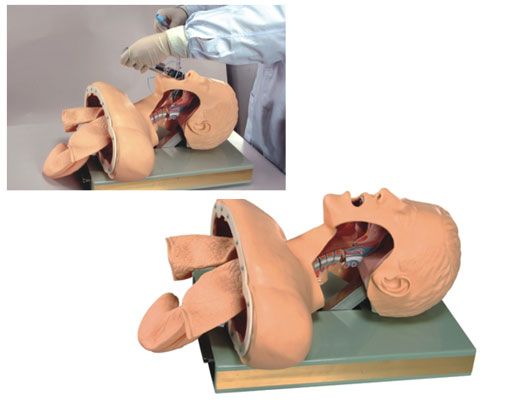 高级人体气管插管训练模型