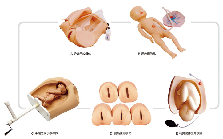 高级腹部触诊、分娩机转综合模型