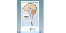 脑脊液循环电动模型