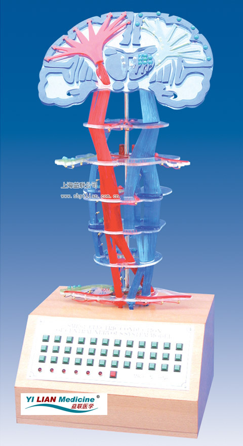 中枢神经传导电动模型