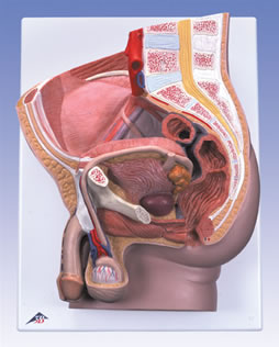 男性骨盆模型,2部分