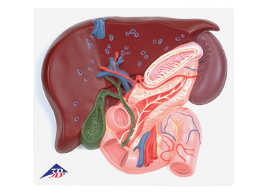 肝脏带胆囊、胰和十二指肠模型