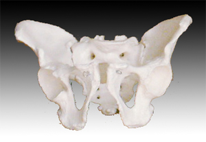 男性骨盆模型
