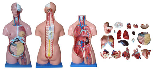 解剖模型三性躯干模型